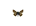 /PicturesNA/ButterflyLogos/Pyrgus_onopordi_logo_36_26.png