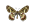 /PicturesNA/ButterflyLogos/Zerynthia_polyxena_logo_36_26.png
