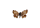 /PicturesNA/ButterflyLogos/carcharodus_lavatherae_logo_36_26.png