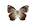 /PicturesNA/ButterflyLogos/mynes_geoffroyi_logo_36_26.png