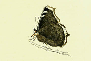 /PicturesNA/Drawings/Butterflies/antiopa_Lewin_1795_back_medium.jpg
