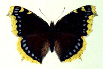 /PicturesNA/Drawings/Butterflies/antiopa_Spuler_1910_front_medium.jpg