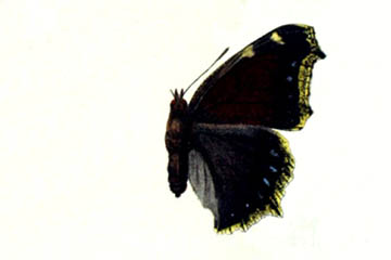 /PicturesNA/Drawings/Butterflies/antiopa_daubii_Spuler_1910_front_medium.jpg