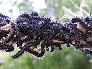 Camberwell Beauty (Nymphalis antiopa) colony of caterpillars while sheding its skin