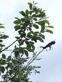 Trauermantel (Nymphalis antiopa) Raupen an Weide (Salix)