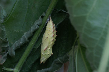 Puppe des Tagpfauenauge (Aglais io)