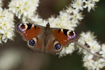 Tagpfauenauge (Aglais io) in den Endenicher Feldern