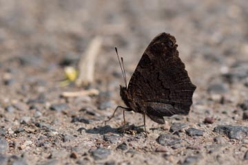 Tagpfauenauge (Aglais io) am Stingenberg