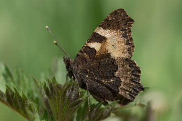 Kleiner Fuchs (Aglais urticae) am Hof Gut Melb