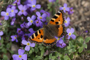 Kleiner Fuchs (Aglais urticae) im Botanischen Garten Bonn