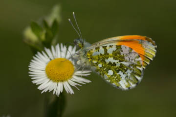 Aurorafalter (Anthocharis cardamines) in Oberkassel