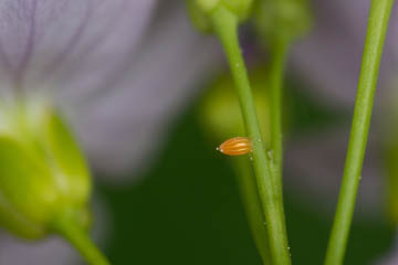 Ei des Aurorafalters (Anthocharis cardamines) auf Wiesen-Schaumkraut (Cardamine pratensis) im Bonner Kottenforst