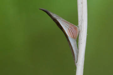 Männliche Puppe eines Aurorafalters (Anthocharis cardamines) kurz vor dem Schlupf