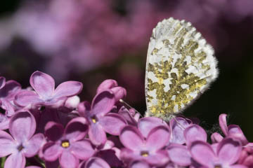 Aurorafalter (Anthocharis cardamines) auf Flieder in Kessenich