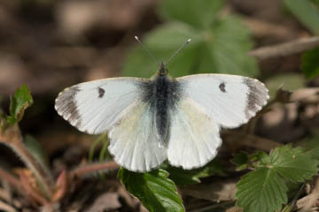 Aurorafalter (Anthocharis cardamines) am Waldrand im Kottenforst