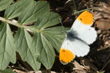 Aurorafalter (Anthocharis cardamines) am Waldrand im Kottenforst