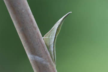 Verpuppter Aurorafalter (Anthocharis cardamines)