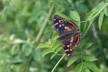 Kleiner Schillerfalter (Apatura ilia) f. clytie in Oberkassel