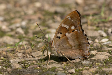 Kleiner Schillerfalter (Apatura ilia) f. ilia im Kottenforst