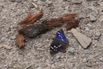 Kleiner Schillerfalter (Apatura ilia) f. ilia im Kottenforst