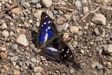 Großer Schillerfalter (Apatura iris) im Kottenforst