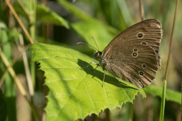 Brauner Waldvogel (Aphantopus hyperantus) im Kottenforst