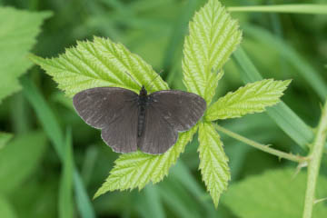 Brauner Waldvogel (Aphantopus hyperantus) im Kottenforst