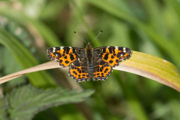 Landkärtchen (Araschnia levana) (1. Generation) im Kottenforst