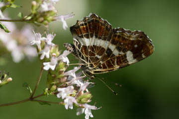 Landkärtchen (Araschnia levana) (2. Generation) in Kessenich