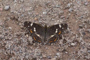 Landkärtchen (Araschnia levana) (2. Generation) im Kottenforst