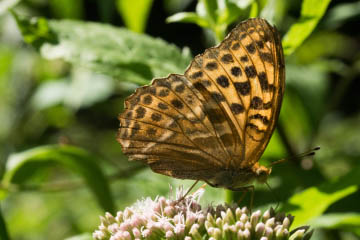 Kaisermantel (Argynnis paphia) im Kottenforst