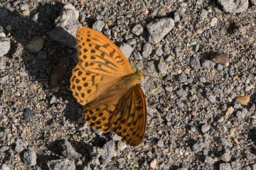 Kaisermantel (Argynnis paphia) im Kottenforst