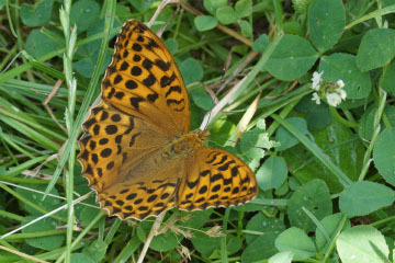 Kaisermantel (Argynnis paphia) in Bonn-Kessenich