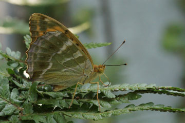 Kaisermantel (Argynnis paphia) in Bonn-Kessenich