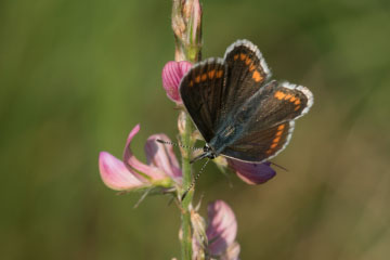 Kleiner Sonnenröschen-Bläuling (Aricia agestis) auf dem Siegdamm bei Geislar