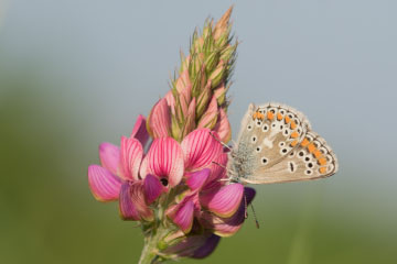 Kleiner Sonnenröschen-Bläuling (Aricia agestis) auf dem Siegdamm bei Geislar