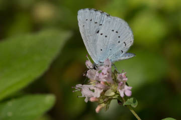 Faulbaum-Bläuling (Celastrina argiolus) in Kessenich