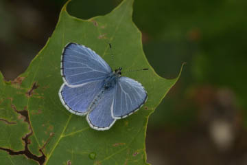 Faulbaum-Bläuling (Celastrina argiolus) in Oberkassel