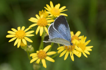 Faulbaum-Bläuling (Celastrina argiolus) zwischen Auerberg und Hersel