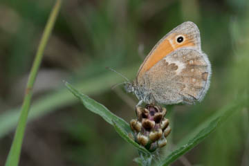 Kleines Wiesenvögelchen (Coenonympha pamphilus) in Pützchen