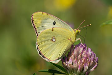 Postillion (Colias croceus) (zeitweiliger Einwanderer) auf den Kohlkaulwiesen