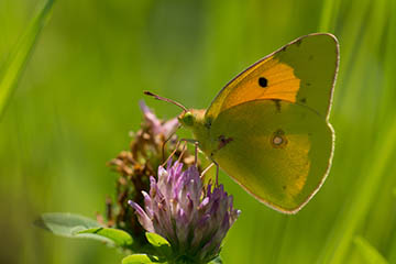 Postillion (Colias croceus) (zeitweiliger Einwanderer) auf den Kohlkaulwiesen