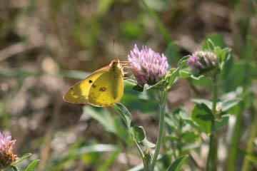 Goldene Acht (Colias hyale) in der Nähe des Guts Marienforst