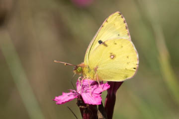 Goldene Acht (Colias hyale) auf dem Siegdamm bei Geislar