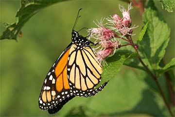 Monarch (Danaus plexippus)