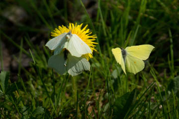 Zitronenfalter (Gonepteryx rhamni) (2 Weibchen und 1 Männchen) im Kottenforst