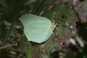 Zitronenfalter (Gonepteryx rhamni) im Kottenforst