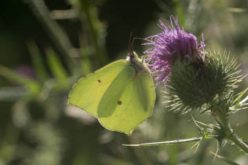 Zitronenfalter (Gonepteryx rhamni) im Kottenforst