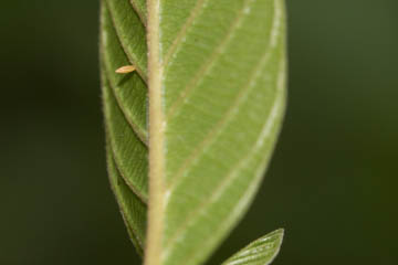 Ei eines Zitronenfalters (Gonepteryx rhamni) auf einem Faulbaum (Rhamnus frangula) im Kottenforst