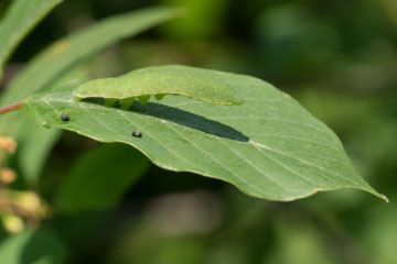 Raupe eines Zitronenfalters (Gonepteryx rhamni) auf einem Faulbaum (Rhamnus frangula)-Blatt im Kottenforst